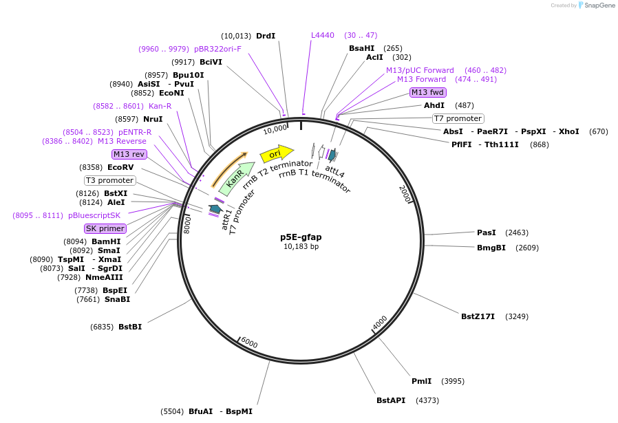 82401-plasmid-map-sequence-id-450091