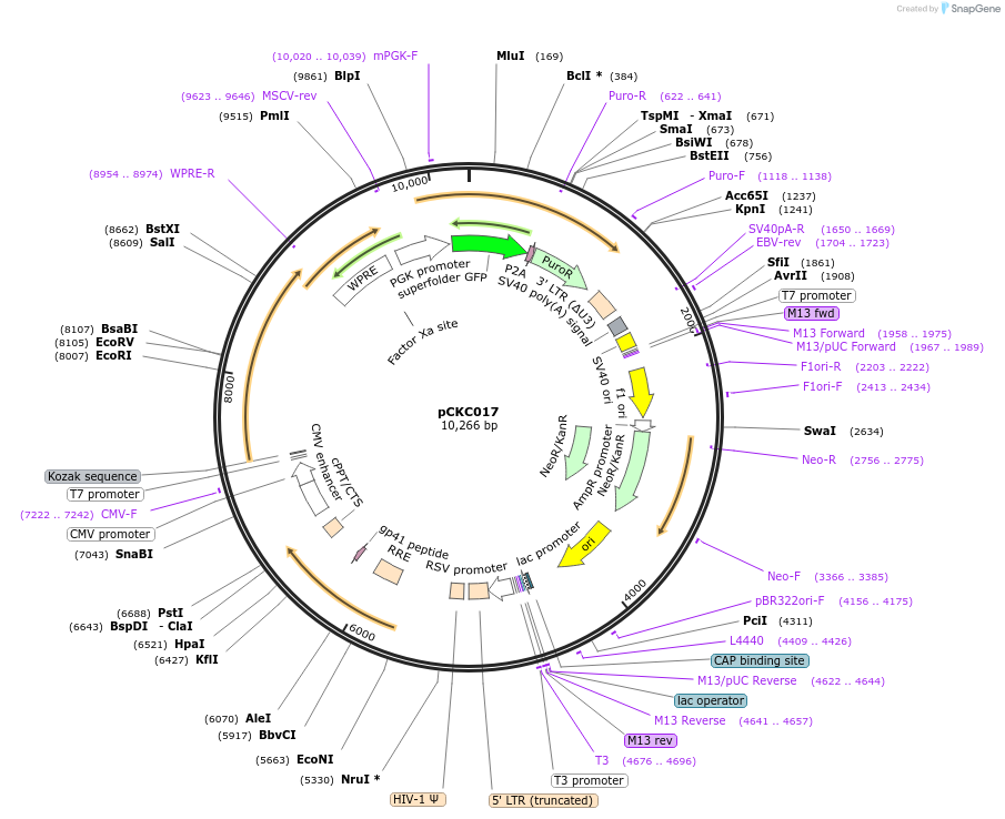 226622-plasmid-map-sequence-id-450096