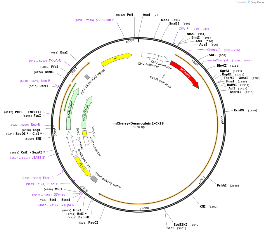 55031-plasmid-map-sequence-id-450109