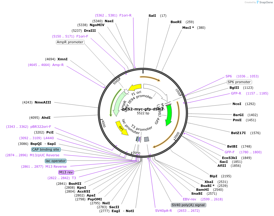 36871-plasmid-map-sequence-id-450116