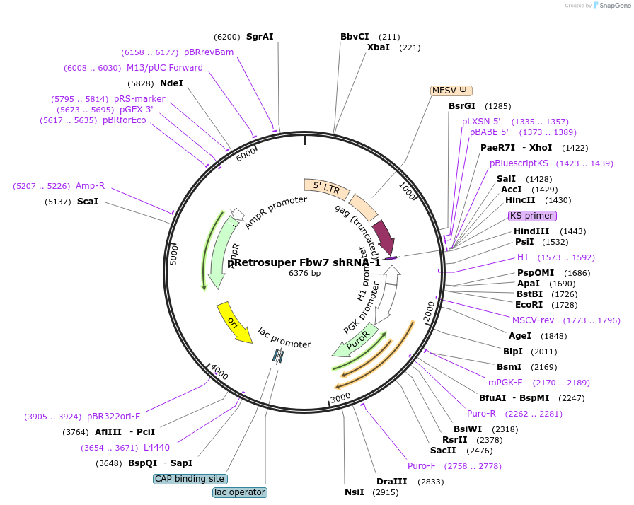 15660-plasmid-map-sequence-id-450119