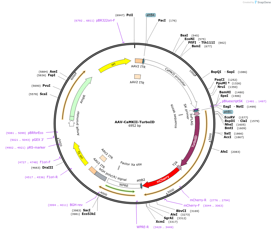 227178-plasmid-map-sequence-id-450139