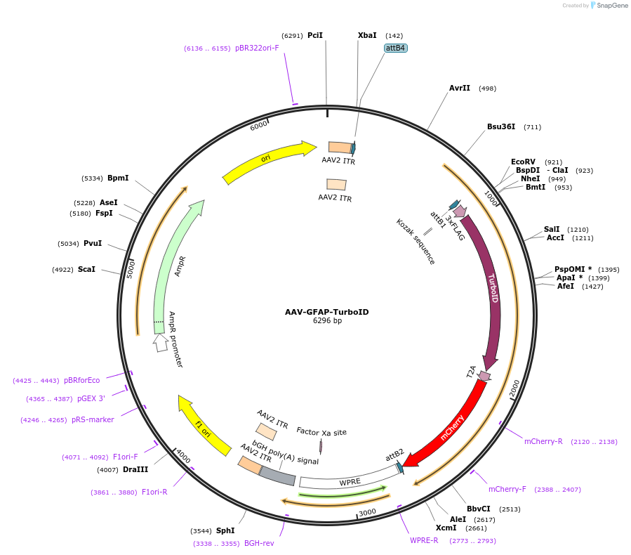 227179-plasmid-map-sequence-id-450141