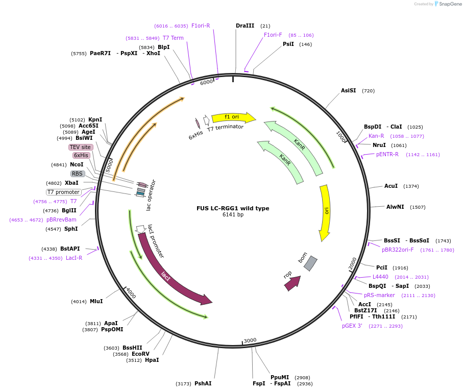 226596-plasmid-map-sequence-id-450147