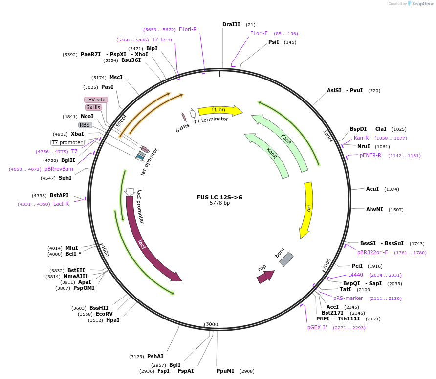 226597-plasmid-map-sequence-id-450149