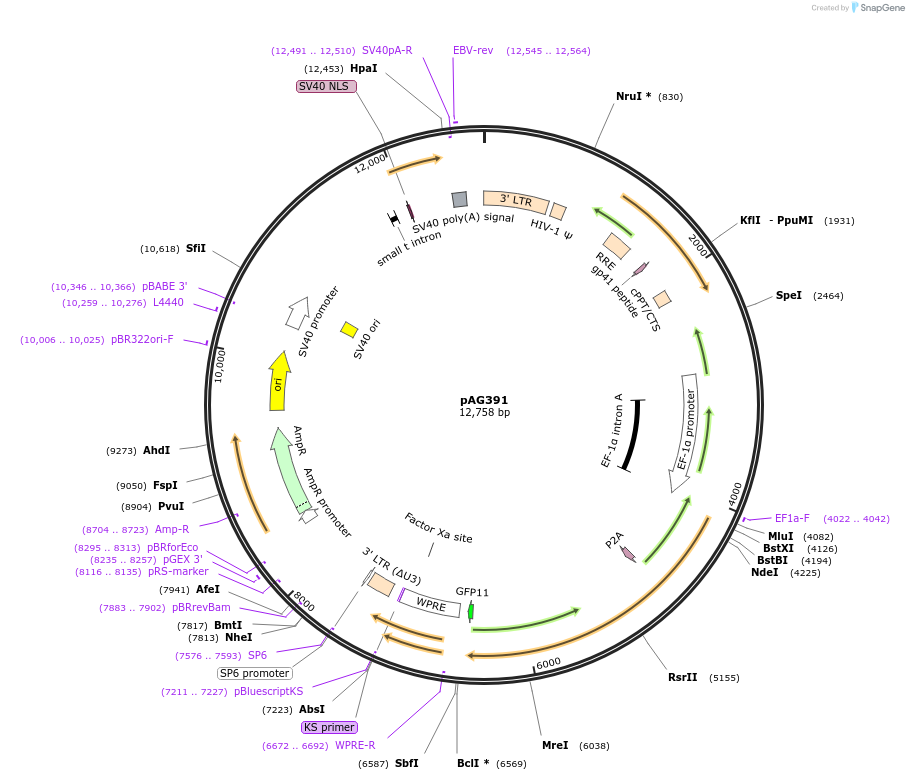 226732-plasmid-map-sequence-id-450157