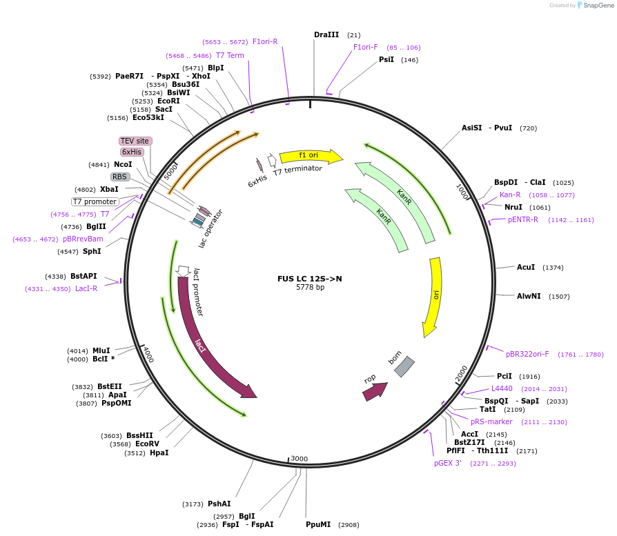226599-plasmid-map-sequence-id-450158