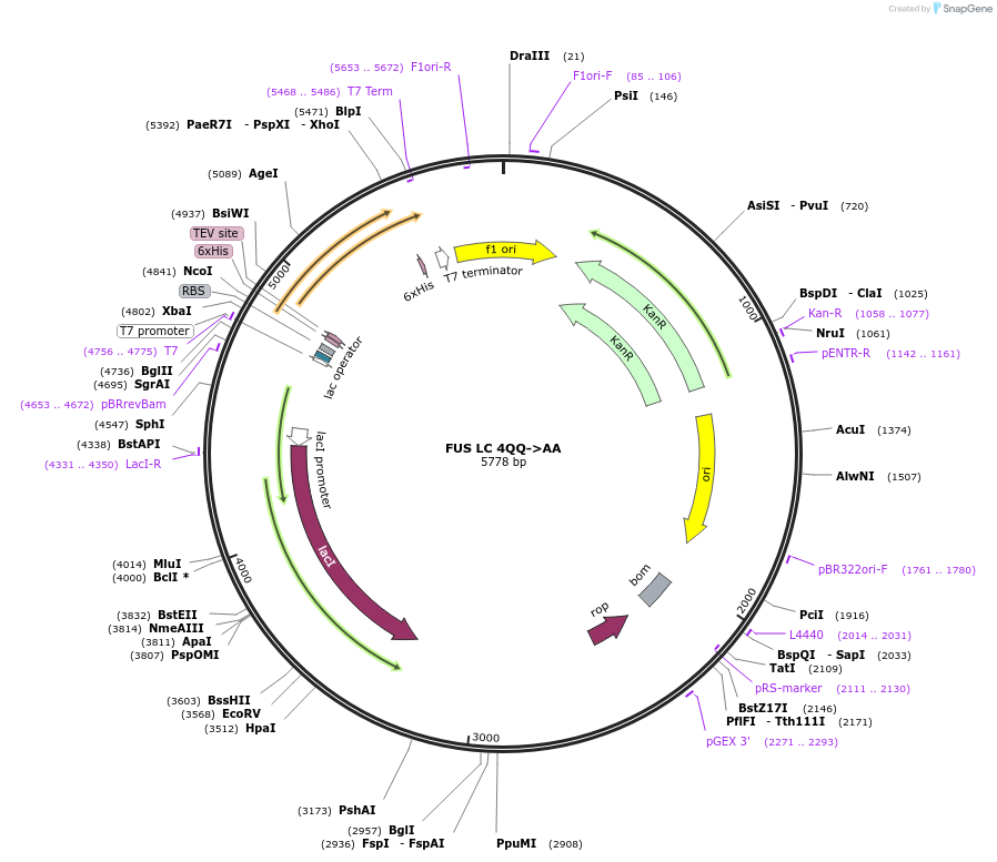 226600-plasmid-map-sequence-id-450164