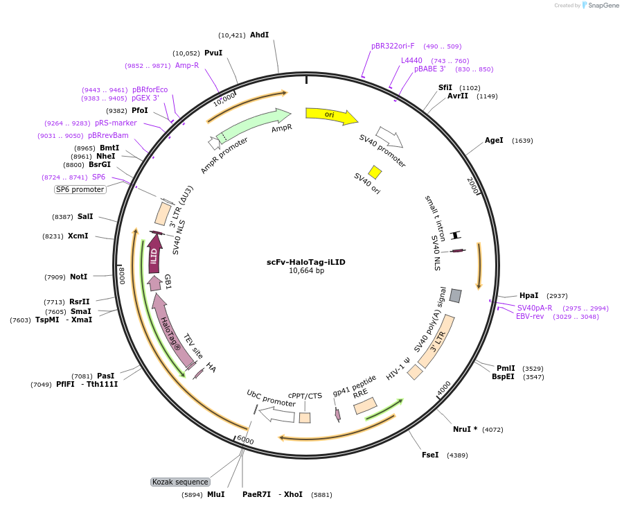 227390-plasmid-map-sequence-id-450168
