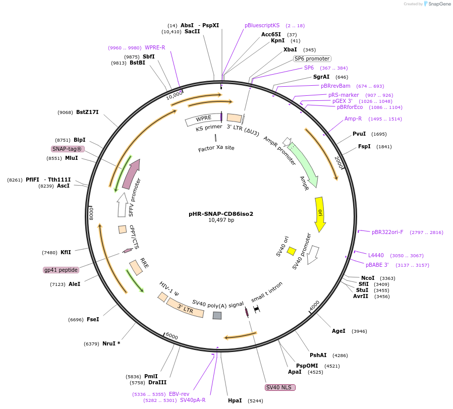 223574-plasmid-map-sequence-id-450169