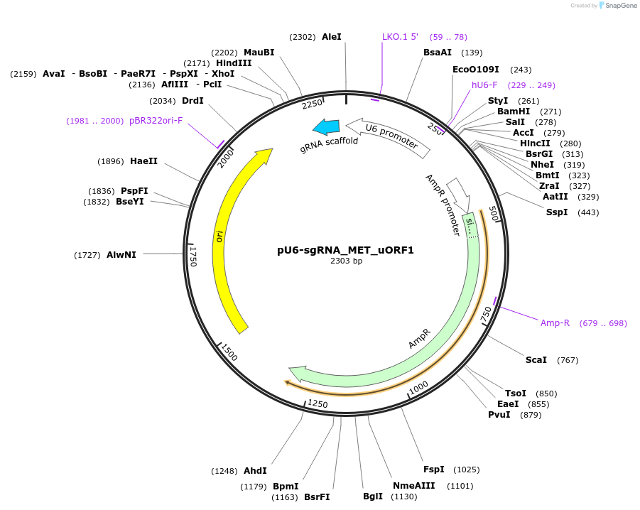 216537-plasmid-map-sequence-id-450174