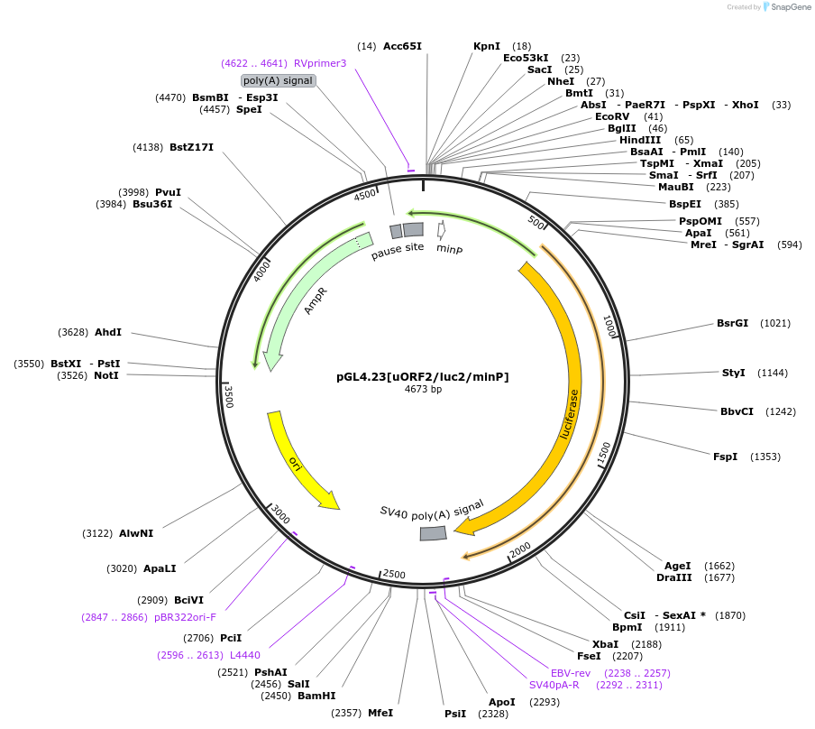 226460-plasmid-map-sequence-id-450180