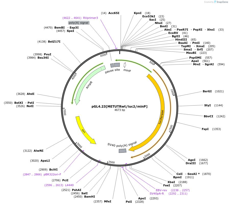 226458-plasmid-map-sequence-id-450181