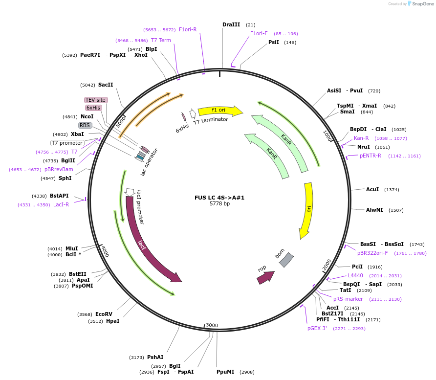 226603-plasmid-map-sequence-id-450203