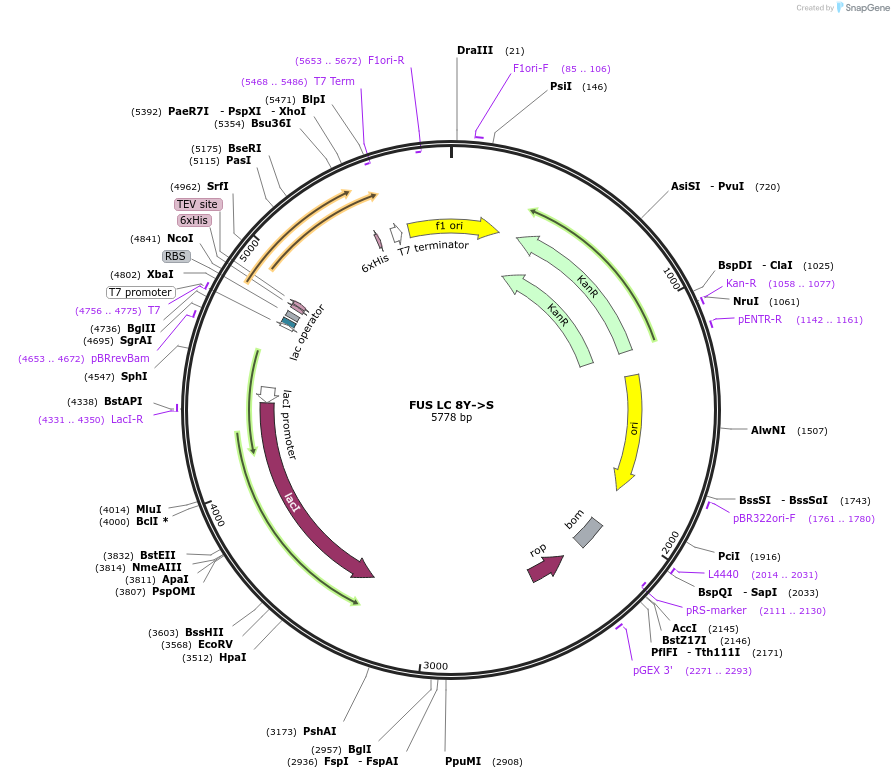 226606-plasmid-map-sequence-id-450207