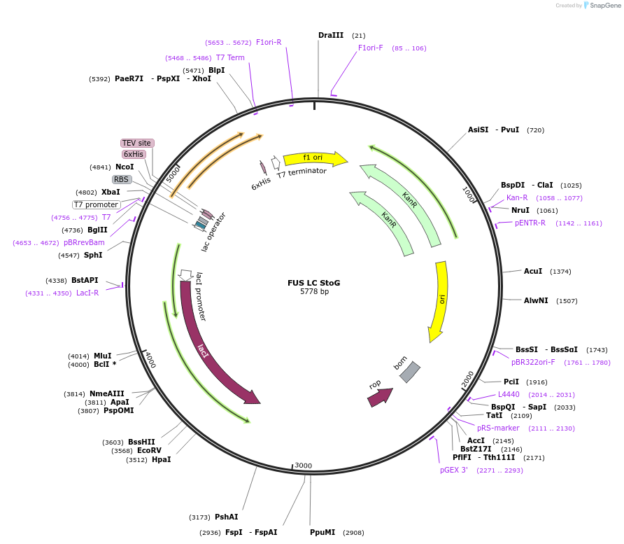 226607-plasmid-map-sequence-id-450208