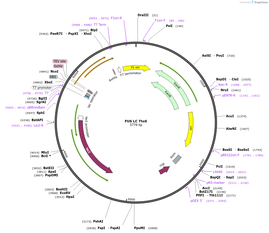 226608-plasmid-map-sequence-id-450252