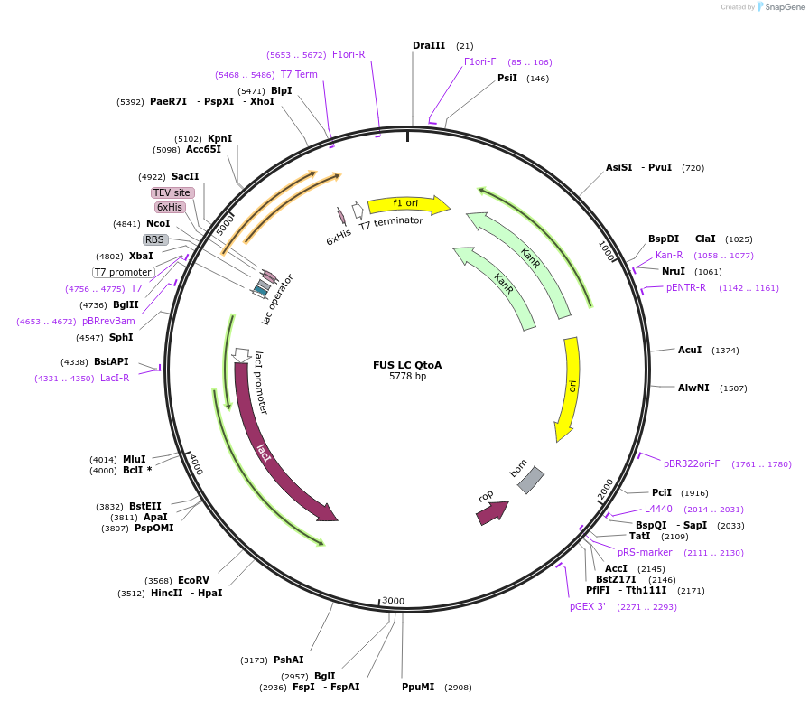 226609-plasmid-map-sequence-id-450253