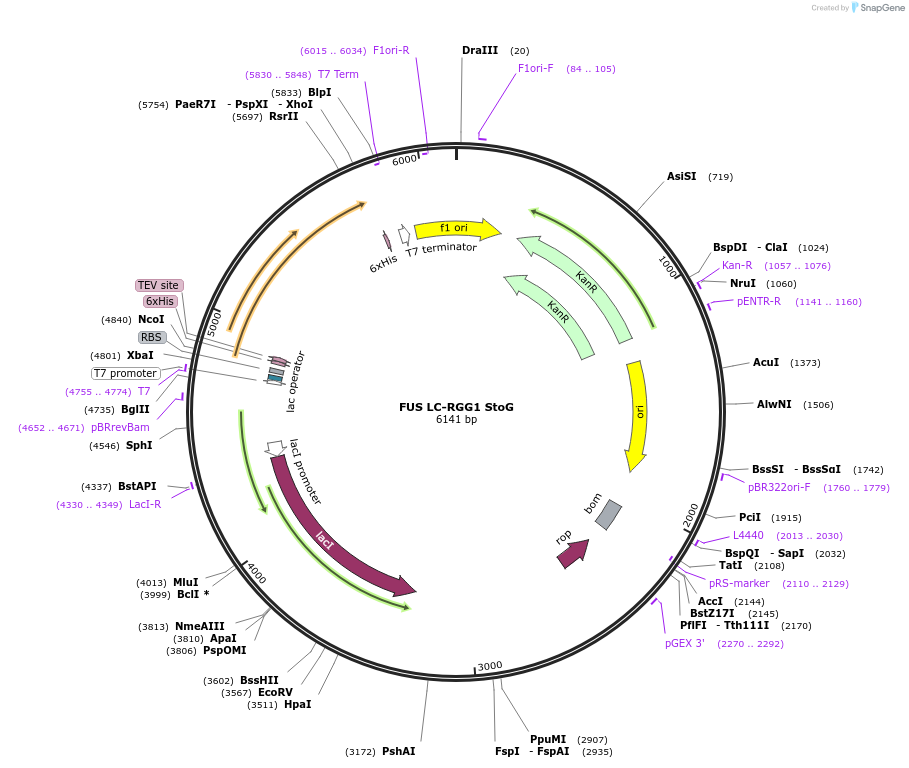226610-plasmid-map-sequence-id-450254