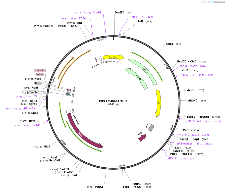 226611-plasmid-map-sequence-id-450256