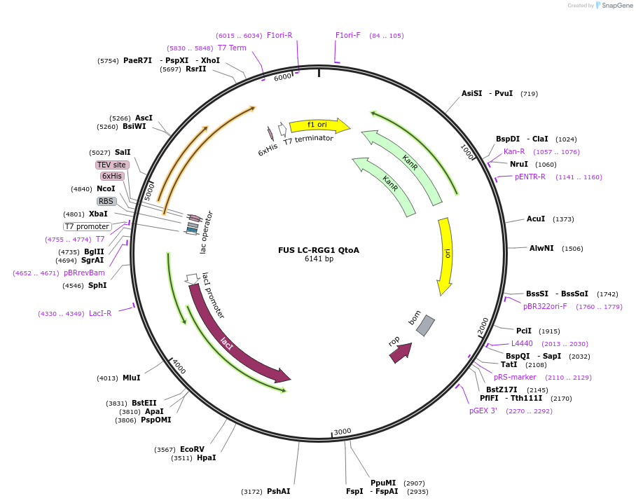 226612-plasmid-map-sequence-id-450257