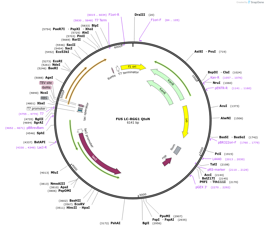 226615-plasmid-map-sequence-id-450264
