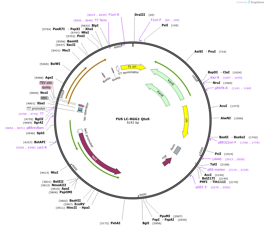 226616-plasmid-map-sequence-id-450265