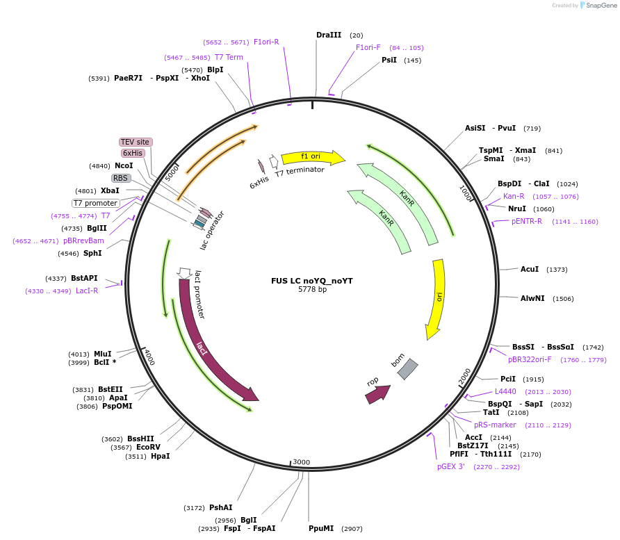 226617-plasmid-map-sequence-id-450267