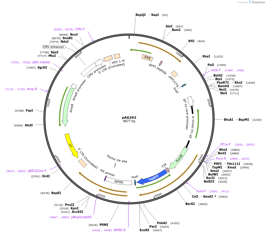 226749-plasmid-map-sequence-id-450273