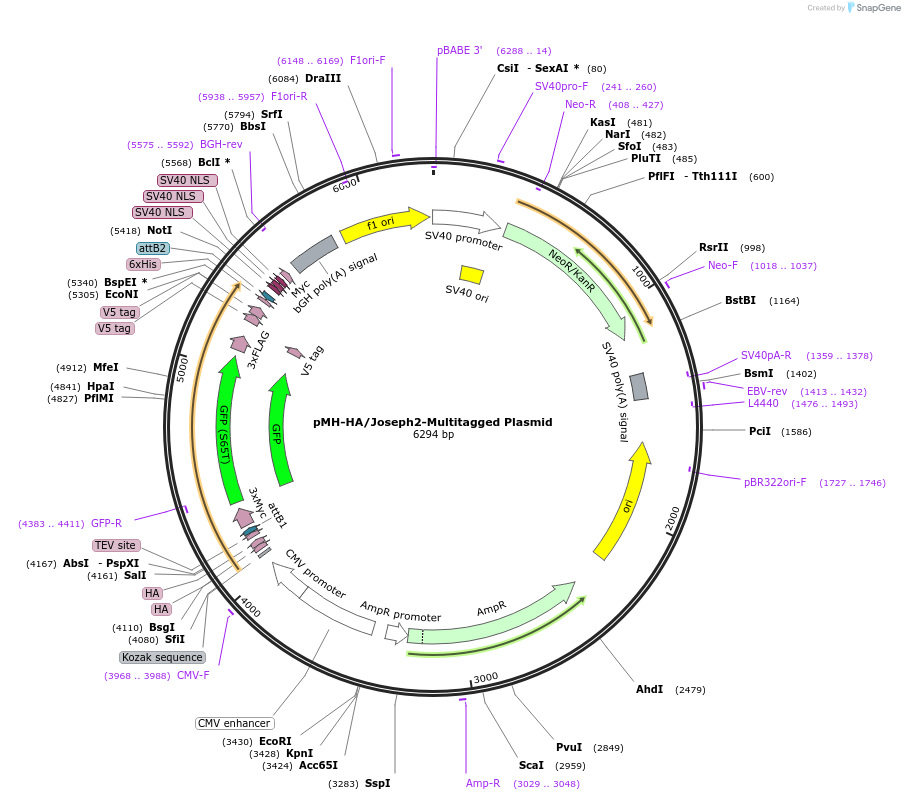 226726-plasmid-map-sequence-id-450280