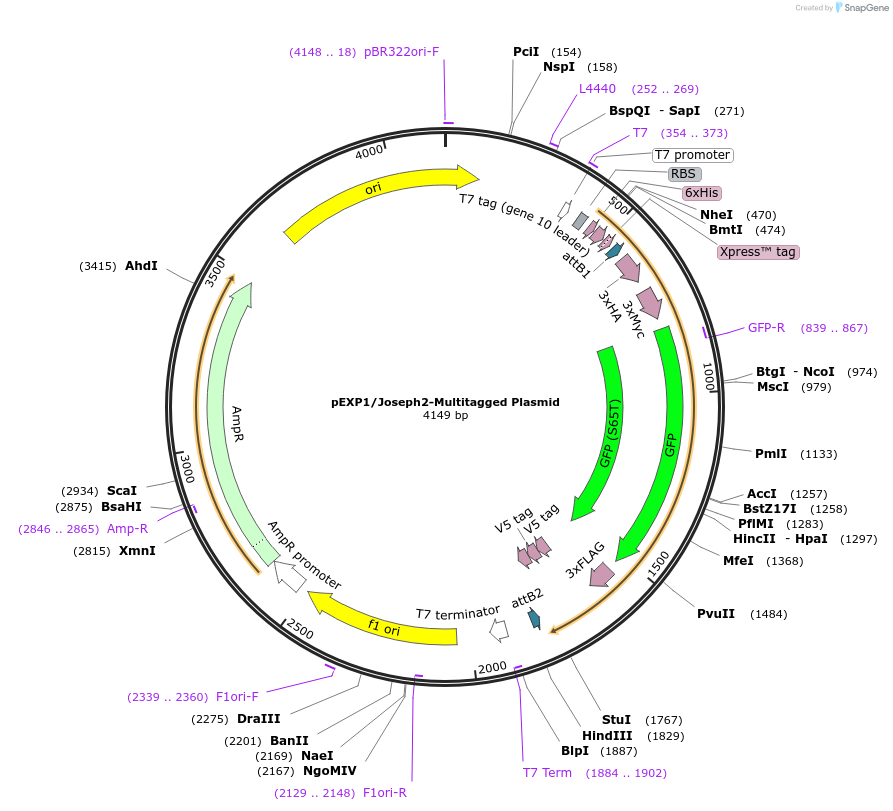 226724-plasmid-map-sequence-id-450284