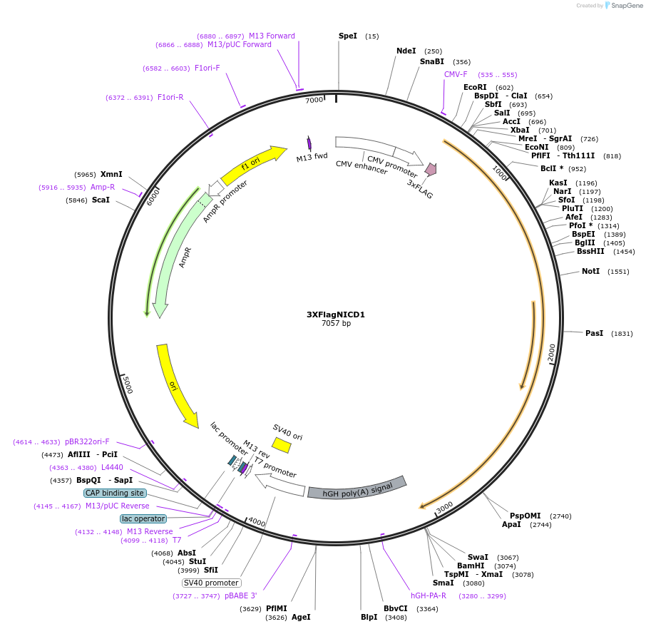 20183-plasmid-map-sequence-id-450305