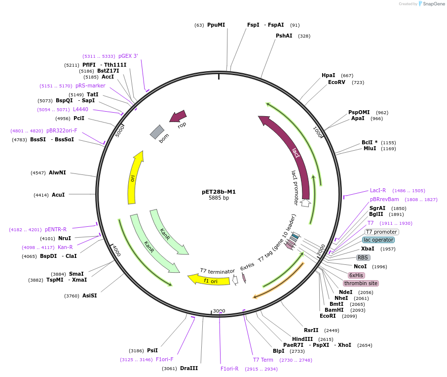 225734-plasmid-map-sequence-id-450318