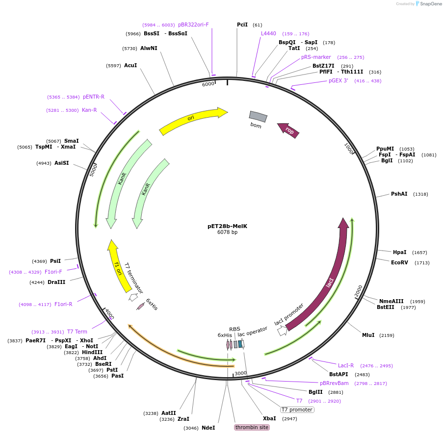 225732-plasmid-map-sequence-id-450319