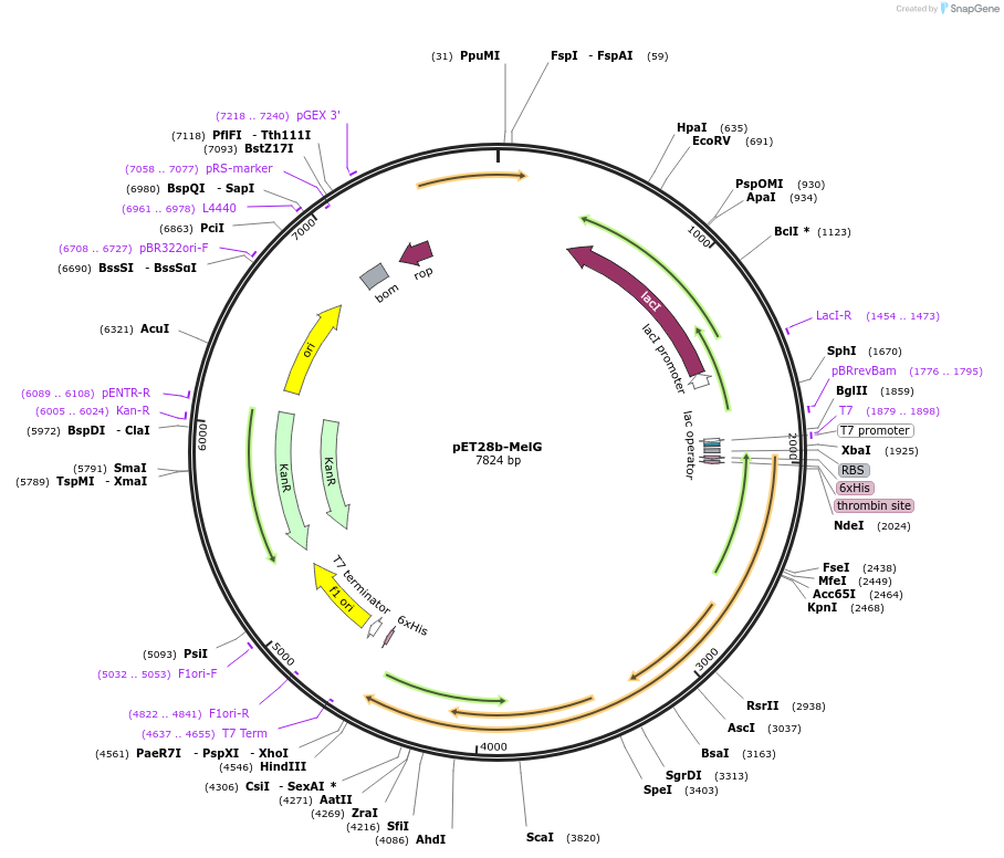 225729-plasmid-map-sequence-id-450326