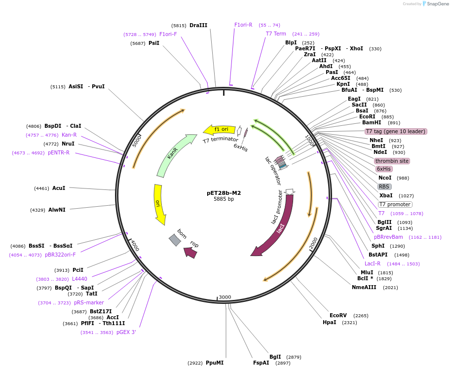 225735-plasmid-map-sequence-id-450327