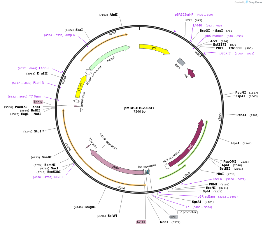 21492-plasmid-map-sequence-id-450338