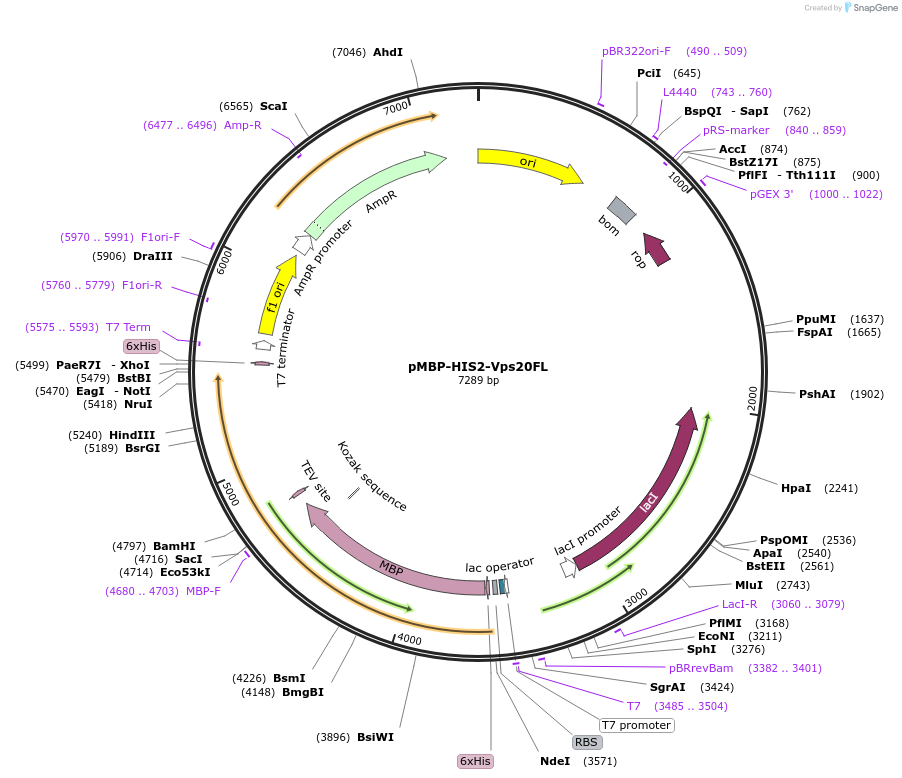 21490-plasmid-map-sequence-id-450339