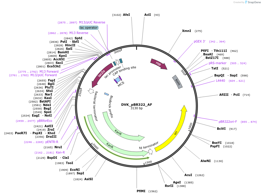 217593-plasmid-map-sequence-id-450352