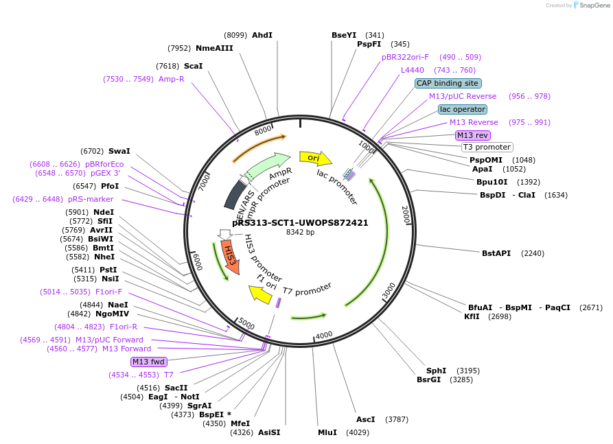 226268-plasmid-map-sequence-id-450355