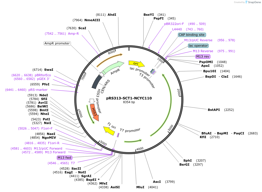 226269-plasmid-map-sequence-id-450356