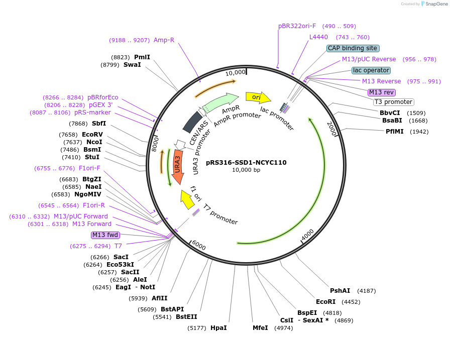 226279-plasmid-map-sequence-id-450360
