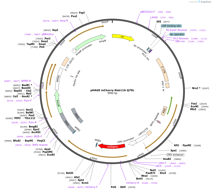 228038-plasmid-map-sequence-id-450377
