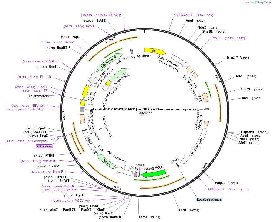 228044-plasmid-map-sequence-id-450378