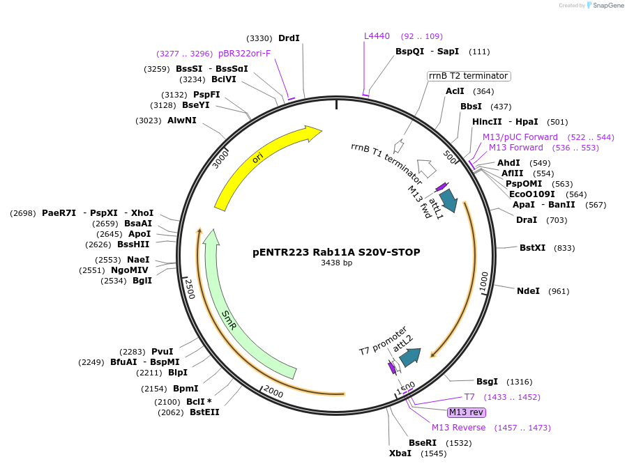 228031-plasmid-map-sequence-id-450379