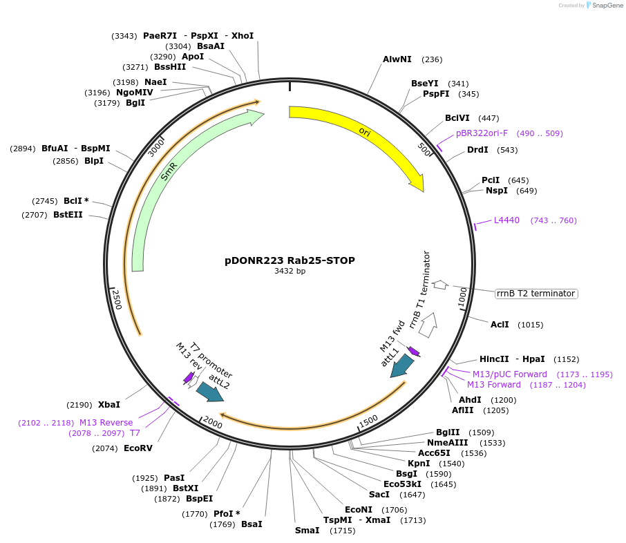 228034-plasmid-map-sequence-id-450381