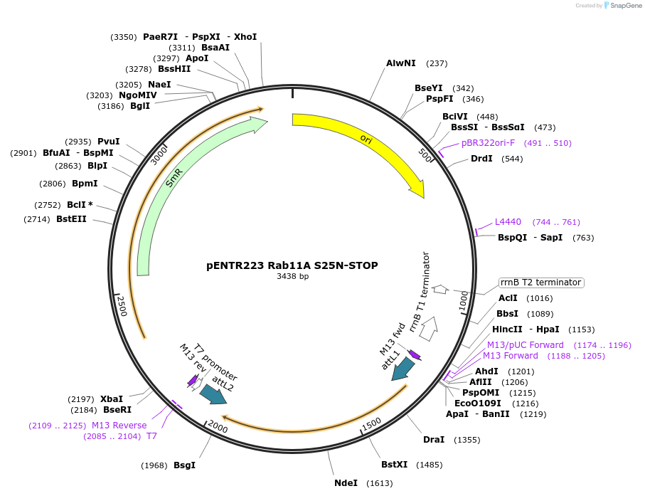 228032-plasmid-map-sequence-id-450383