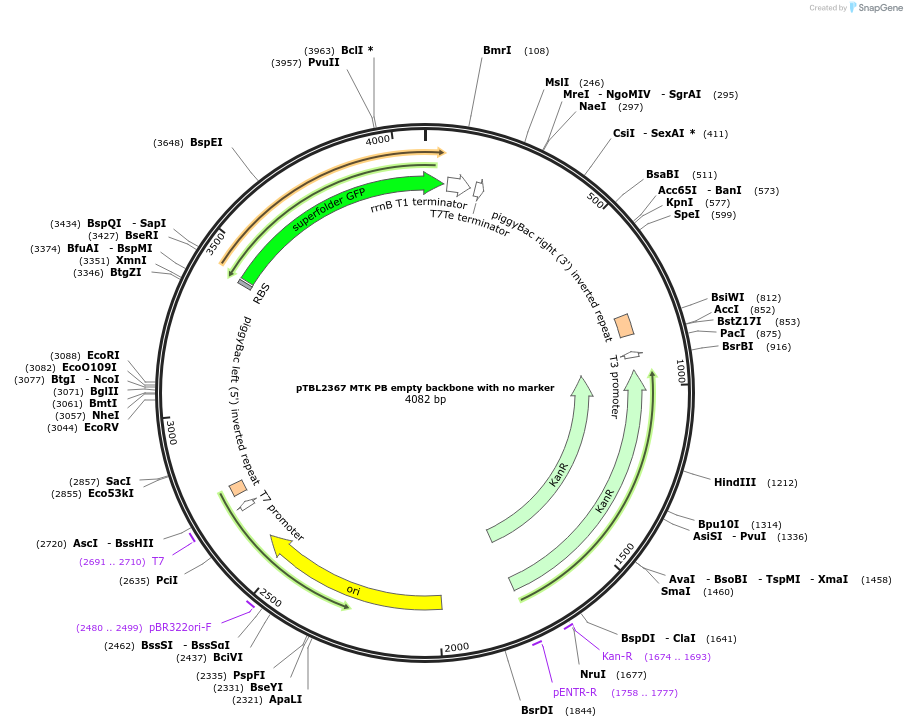 226675-plasmid-map-sequence-id-450389