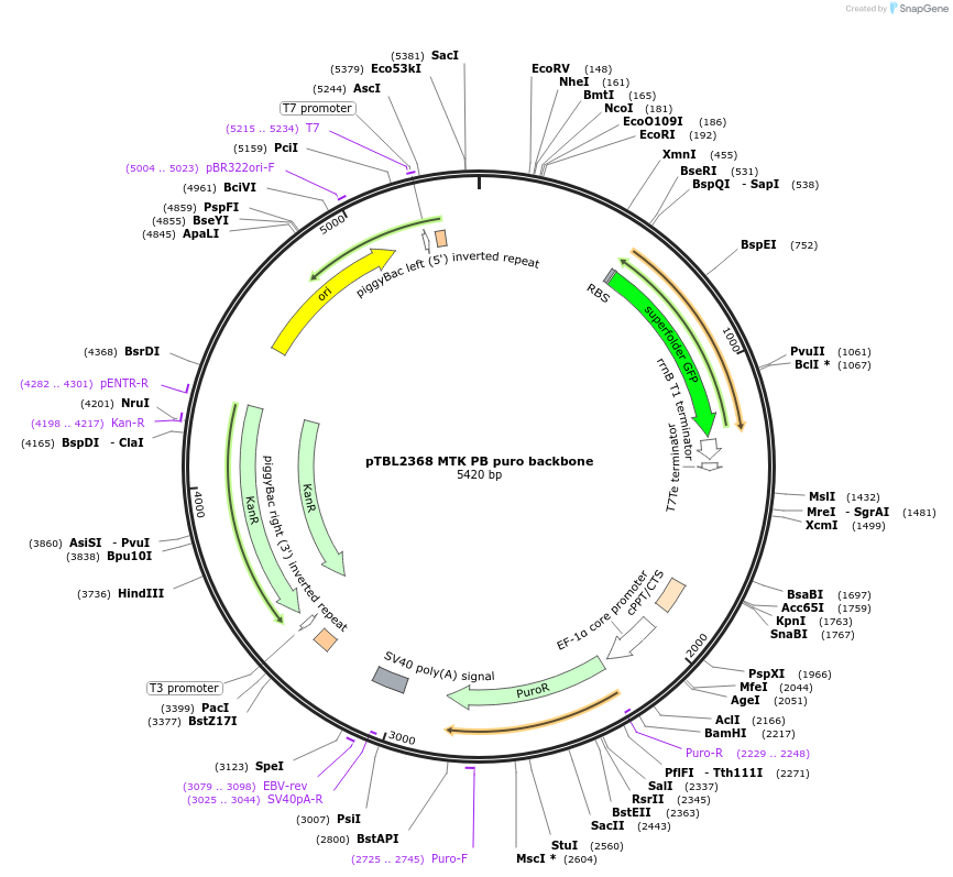 226673-plasmid-map-sequence-id-450391