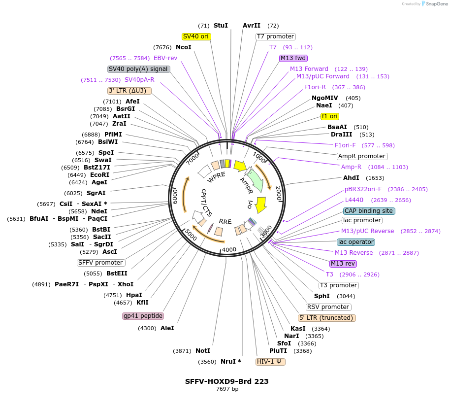 219166-plasmid-map-sequence-id-450392